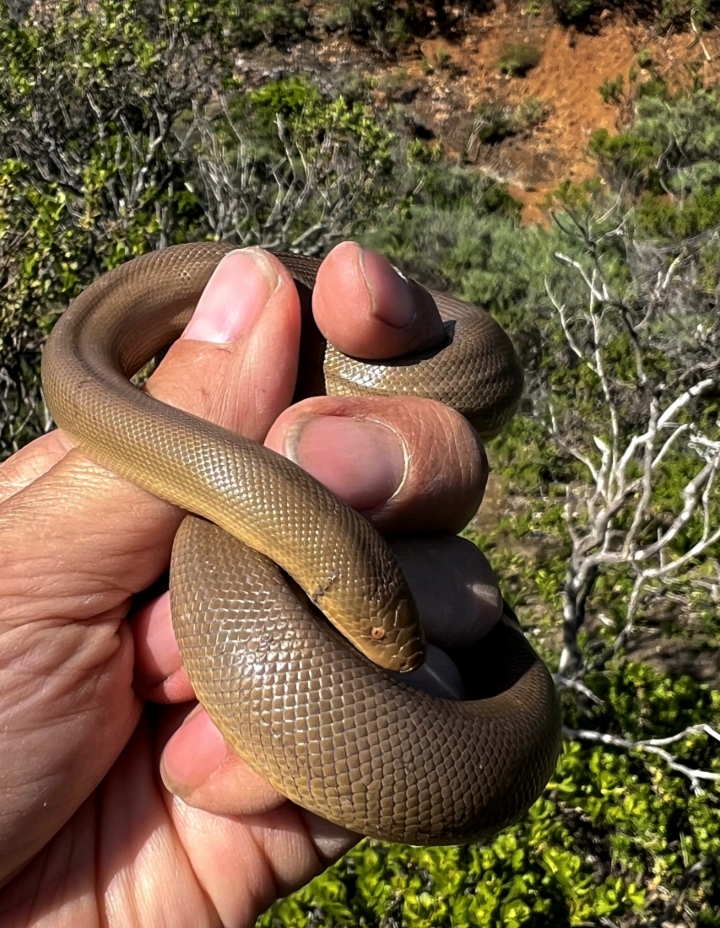 Rubber Boa